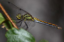 Schwarze Heidelibelle, Sympetrum danae, erwachsenes Weibchen unter einem Gewitterhimmel.