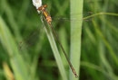 Gemeine Binsenjungfer, Lestes sponsa, junges Männchen.