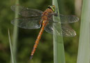 Keilfleck-Mosaikjungfer, Aeshna isoceles, erwachsenes Männchen (3).
