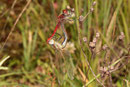 Frühe Heidelibelle (Sympetrum fonscolombii), Paarungsrad (2).