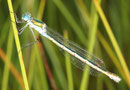 Gemeine Binsenjungfer, Lestes sponsa, erwachsenes, andochromes Weibchen.