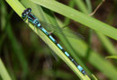 Helm - Azurjungfer, Coenagrion mercuriale, erwachsenes Männchen (1).