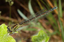 Helm - Azurjungfer, Coenagrion mercuriale, erwachsenes Weibchen (2).