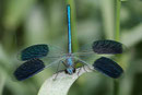 Gebänderte Prachtlibelle, Calopteryx splendens, Männchen beim "Wärme tanken" an einem frühen Morgen.