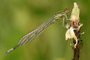 Gabel - Azurjungfer, Coenagrion scitulum, sehr junges Männchen.
