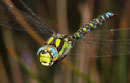 Blaugrüne Mosaikjungfer, Aeshna cyanea, Männchen im Anflug.