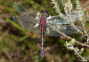 Nordische Moosjungfer, Leucorrhinia rubicunda, Männchen. Beachte den deutlich roten Fleck auf dem 7. Abdominalsegment.