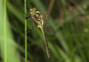 Glänzende Smaragdlibelle, Somatochlora metallica, junges Männchen (1).