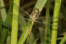 Gemeine Heidelibelle, Sympetrum vulgatum, ein Männchen kurz vor dem Jungfernflug.