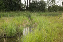 Vogel - Azurjungfer, Coenagrion ornatum, Lebensraum (1).