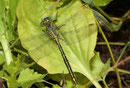 Westliche Keiljungfer, Gomphus pulchellus, junges Männchen.