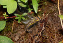 Herbst-Mosaikjungfer, Aeshna mixta, Eiablage (1).