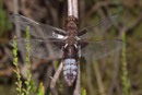 Plattbauch, Libellula depressa, sehr altes Weibchen.