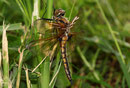 Ein Weibchen des Zweiflecks, Epitheca bimaculata, in der Vegetation ruhend (2).