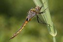 Zweifleck, Epitheca bimaculata, junges Weibchen (1).