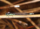 Hauben - Azurjungfer, Coenagrion armatum, erwachsenes Männchen (1).
