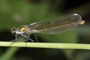 Gebänderte Prachtlibelle, Calopteryx splendens, erwachsenes Weibchen (4).