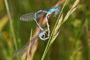 Gemeine Becherjungfer, Enallagma cyathigerum, Kopula mit einem Weibchen in blauer Variante.