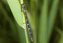Vogel - Azurjungfer, Coenagrion ornatum, jugendliches Weibchen.