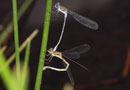 Gemeine Binsenjungfer, Lestes sponsa, Eiablage an Binsen in Tandemformation.