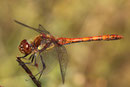 Große Heidelibelle, Sympetrum striolatum, erwachsenes Männchen (2).