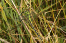 Grüne Flussjungfer, Ophiogomphus cecilia, erwachsenes Weibchen (1).