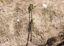 Kleine Zangenlibelle, Onychogomphus forcipatus, Tandemformation.