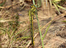 Gelbe Keiljungfer, Gomphus simillimus, junges Weibchen.