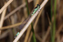Hauben - Azurjungfer, Coenagrion armatum, erwachsenes Männchen (2).