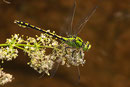 Grüne Flussjungfer, Ophiogomphus cecilia, adultes  Männchen (1).