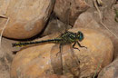 Gelbe Keiljungfer, Gomphus simillimus, reifes Männchen.