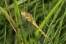 Große Heidelibelle, Sympetrum striolatum, sehr junges Weibchen.