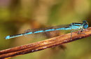 Pokal - Azurjungfer, Erythromma lindenii, erwachsenes Männchen (3).