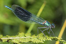 Gebänderte Prachtlibelle, Calopteryx splendens, erwachsenes Männchen (1).