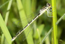 Gabel - Azurjungfer, Coenagrion scitulum, junges Weibchen (2).