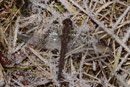 Große Heidelibelle, Sympetrum striolatum, Weibchen auf Raureif (1).