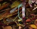 Helm - Azurjungfer, Coenagrion mercuriale, Eiablage in Tandemformation.