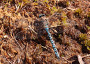 Männchen der Alpen-Mosaikjungfer, Aeshna caerulea, (1)