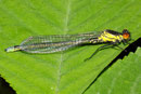 Großes Granatauge, Erythromma najas, junges Männchen.