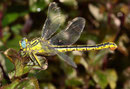 Gelbe Keiljungfer, Gomphus simillimus, Weibchen mit Eiballen.