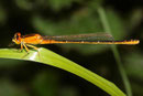 Kleine Pechlibelle, Ischnura pumilio, junges Weibchen der "forma aurantiaca" (3).