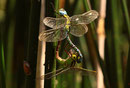Paarungsrad der Grünen Mosaikjungfer, Aeshna viridis, (1).