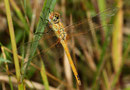 Frühe Heidelibelle, Sympetrum fonscolombii, junges Männchen.