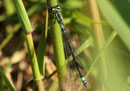 Hauben - Azurjungfer, Coenagrion armatum, erwachsenes Weibchen (2).