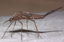 Blauflügel-Prachtlibelle, Calopteryx virgo, eine Exuvie nach der Präparation im heimischen Arbeitszimmer.