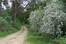 Waldweg mit Weißdorn im Brachter Wald bei Brüggen (Foto: E. Klein)