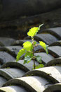 Impression aus dem chinesischen Garten in Bochum (Foto: E. Klein)