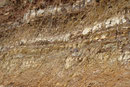 Bergsteigermaus (Foto: E. Klein)