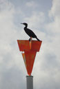 Kormoran am Rhein (Foto: E. Klein)