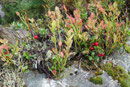 Preiselbeeren im Maderanertal, Kanton Uri Foto: E. Klein